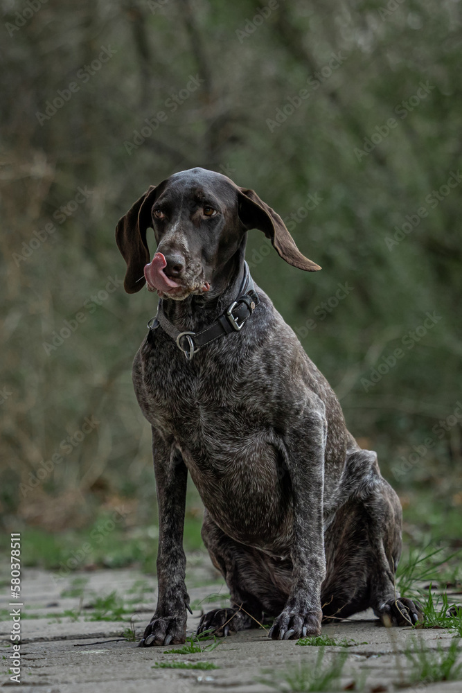 Hunting dog in the woods