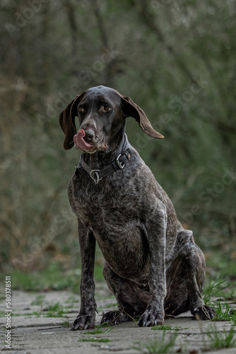 Hunting dog in the woods