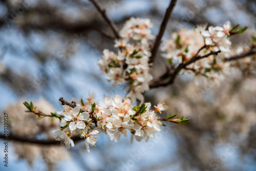 Blossom tree over nature background, Spring flowers, Spring Background