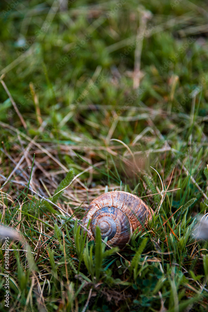 Snail shell home on the grass floor in the beginning of spring. Snail shell home on the grass floor in the beginning of spring.