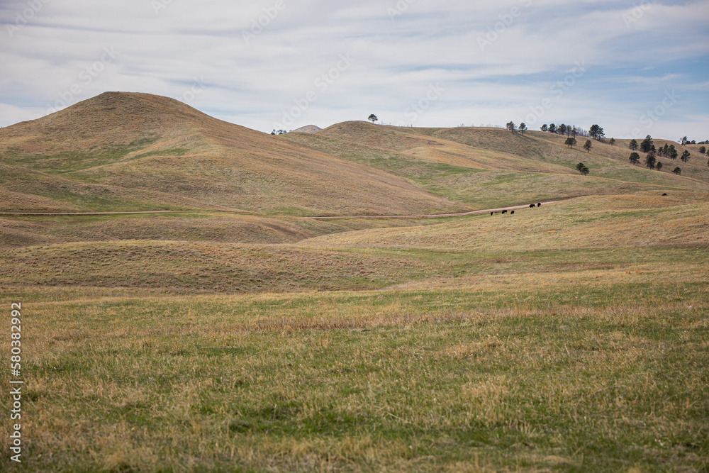 Obraz premium Custer State Park, SD