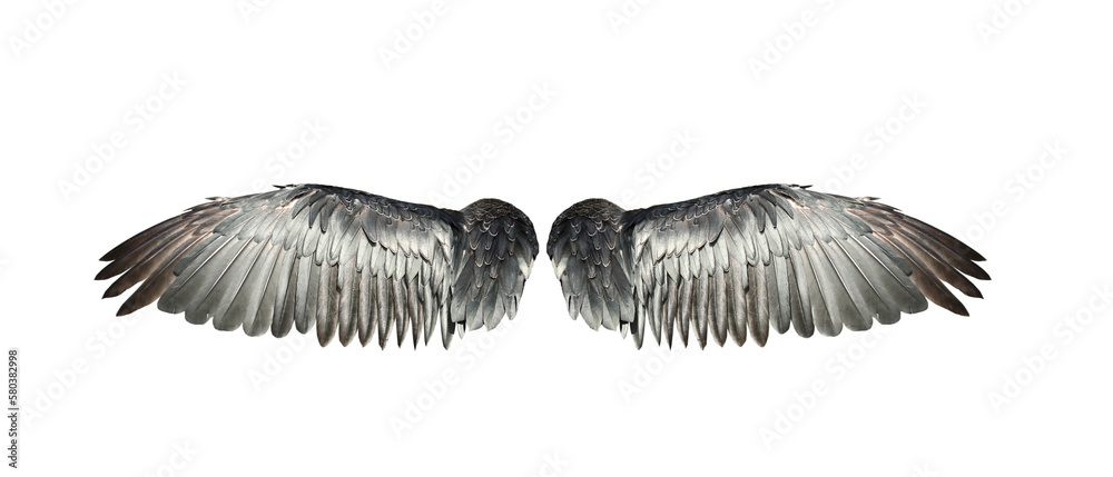 Fototapeta premium Bird wings isolated on white background