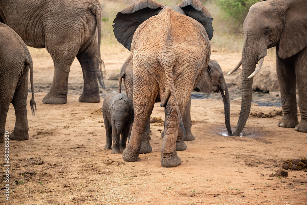 A herd of elephants protects a calf, or rather baby, at a waterhole. Large herd at waterhole with small sweet elephant in the wild Tsavo National Park, Kenya, East Africa