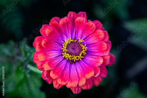 Gorgeous pink zinnia flower on a natural background. Floriculture  landscaping.