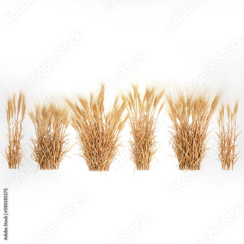  Bushes of dry ears of wheat for landscape design on white background