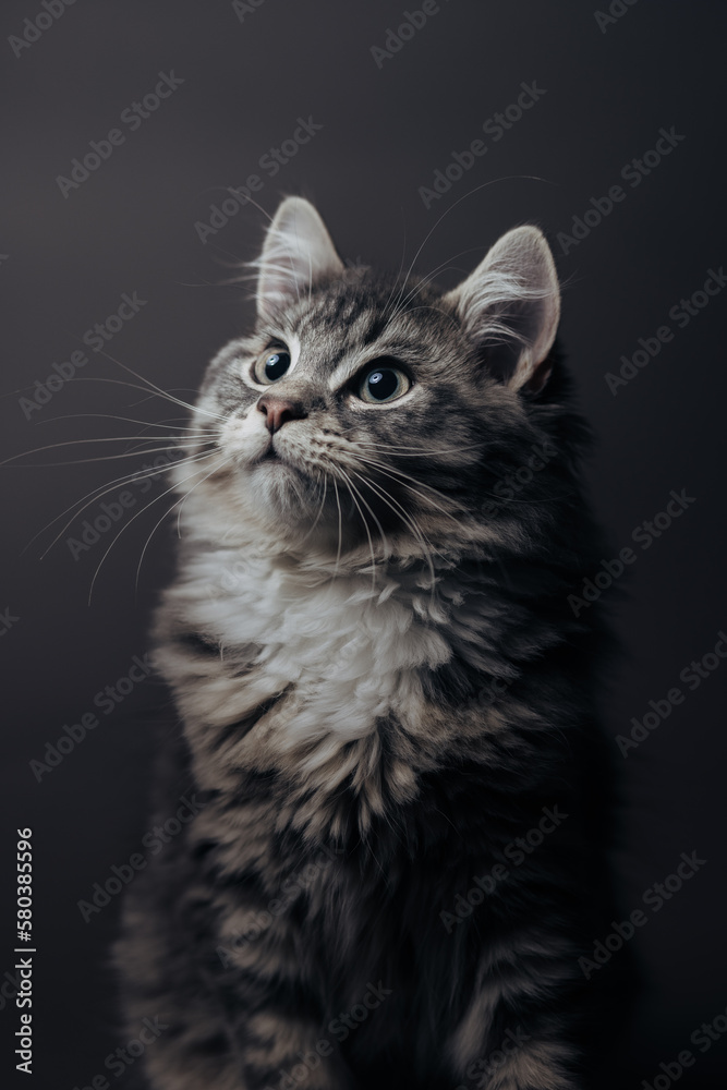 Medium Hair Grey Tabby Cat Portrait 