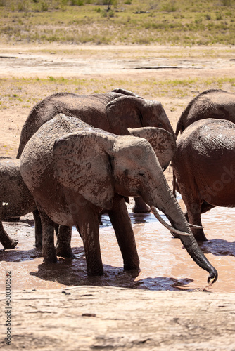A herd of elephants at the waterhole drinking and splashing themselves with mud at the waterhole. Beautiful Red Elephant with red soil in Tsavo National Park in Kenya  East Africa