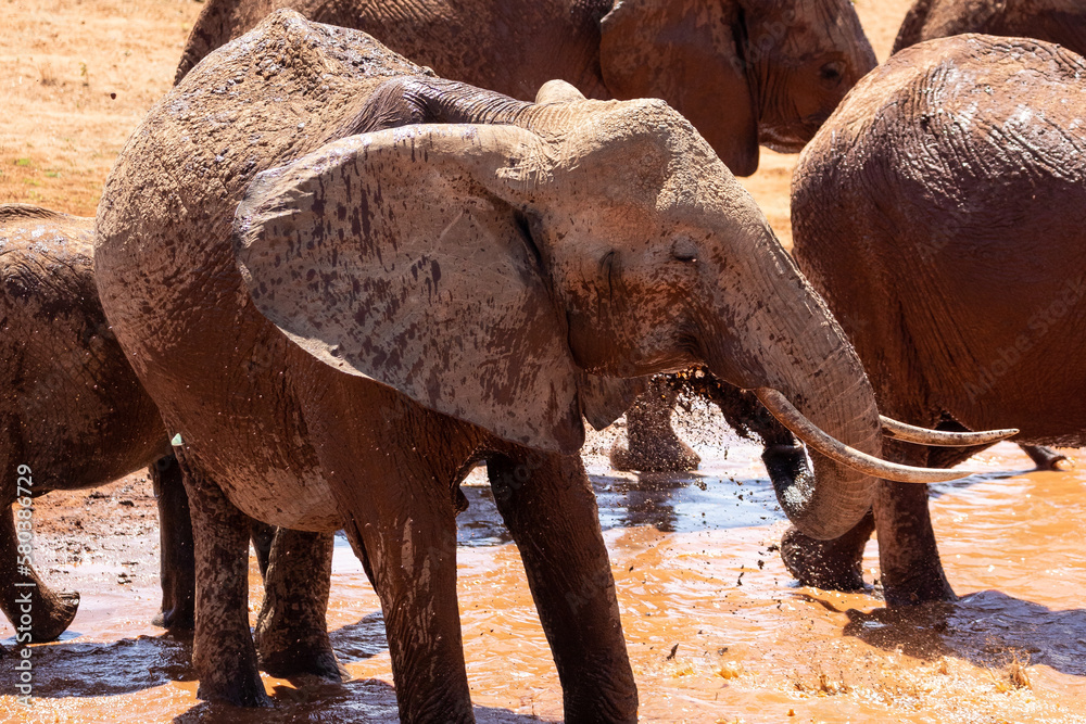 a herd of elephants at the waterhole. They drink water and throw mud at