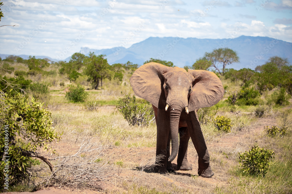 a lonely single elephant in the savannah of Kenya. Beautiful animal with red soil, roams the landscape. Bull elephant during the day in fine weather