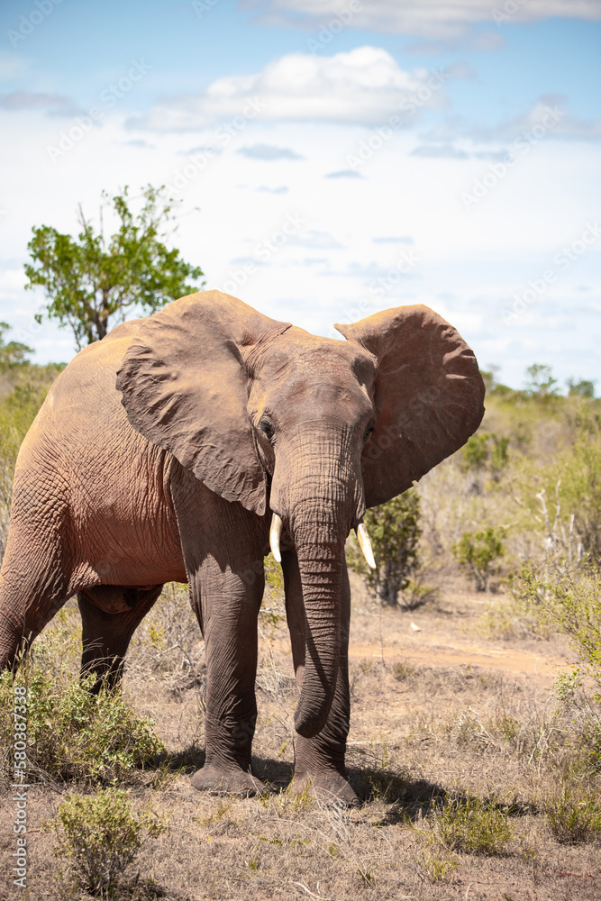 a lonely single elephant in the savannah of Kenya. Beautiful animal with red soil, roams the landscape. Bull elephant during the day in fine weather