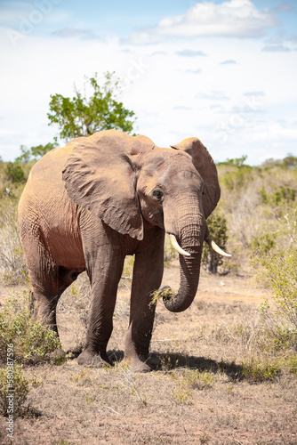 a lonely single elephant in the savannah of Kenya. Beautiful animal with red soil  roams the landscape. Bull elephant during the day in fine weather