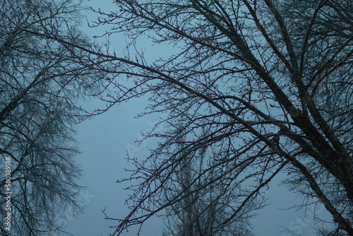 trees in the sky