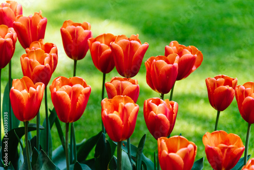 A stunning photo capturing rows of tall red tulips standing tall in a sea of lush green field