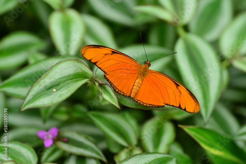 Orange Dryas Julia butterfly, South American Lepidoptera using macro. © alagz