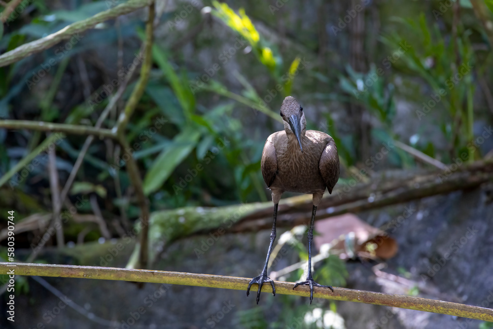 A hamerkop bird (scopus umbretta) stands on a branch and looks at the camera, seemingly wondering what's going on, in Orlando, Florida. A hamerkop bird (scopus umbretta) stands on a branch and looks at the camera, seemingly wondering what's going on, in Orlando, Florida.