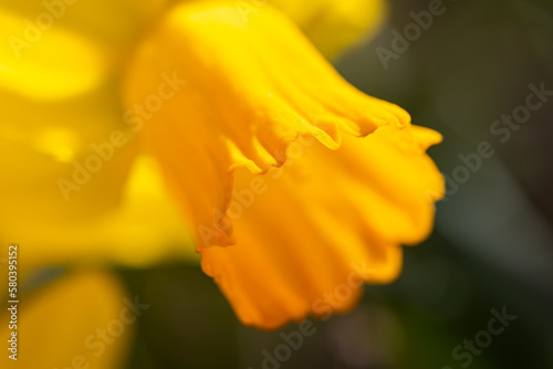 close up of yellow daffodil