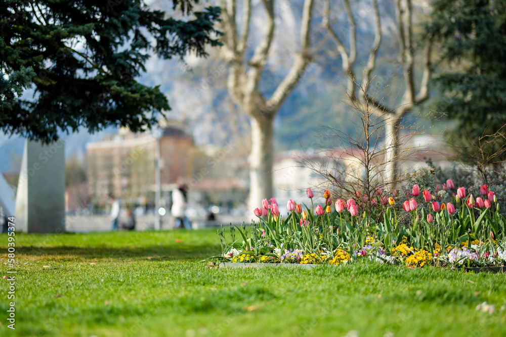 Obraz premium Colourful tulips blossoming in city park of Lecco town on spring day. Picturesque waterfront of Lecco located between famous Lake Como and Bergamo Alps mountains.