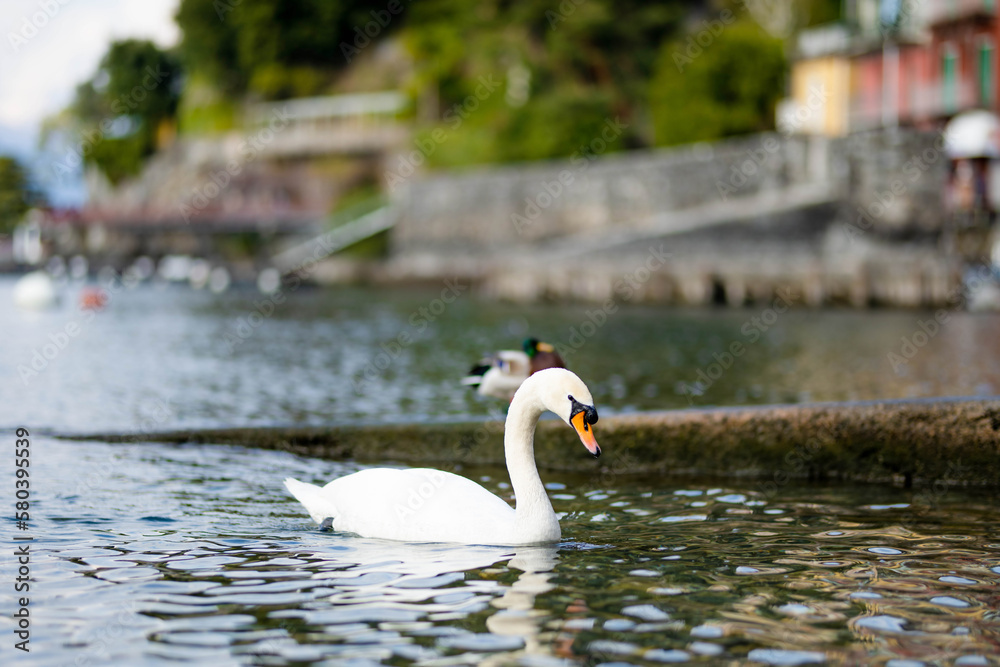 Fototapeta premium Beautiful white swan swimming in the marina of Varenna, one of the most picturesque towns on the shore of Lake Como. Varenna, Italy.