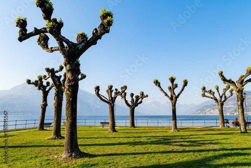 Pollarded plane trees in Parchetto della Punta city park of Bellagio, picturesque town on the shore of Lake Como. Charming location with typical Italian atmosphere. Bellagio, Italy. photo