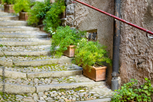 Green decorative plants in flower pots in Varenna, one of the most picturesque towns on the shore of Lake Como. Charming location with typical Italian atmosphere. Varenna, Italy.