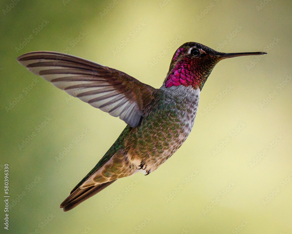 Fototapeta premium Anna's hummingbird