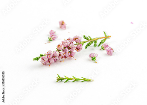 Obraz na plátně heather flowers isolated on white background. healing herbs