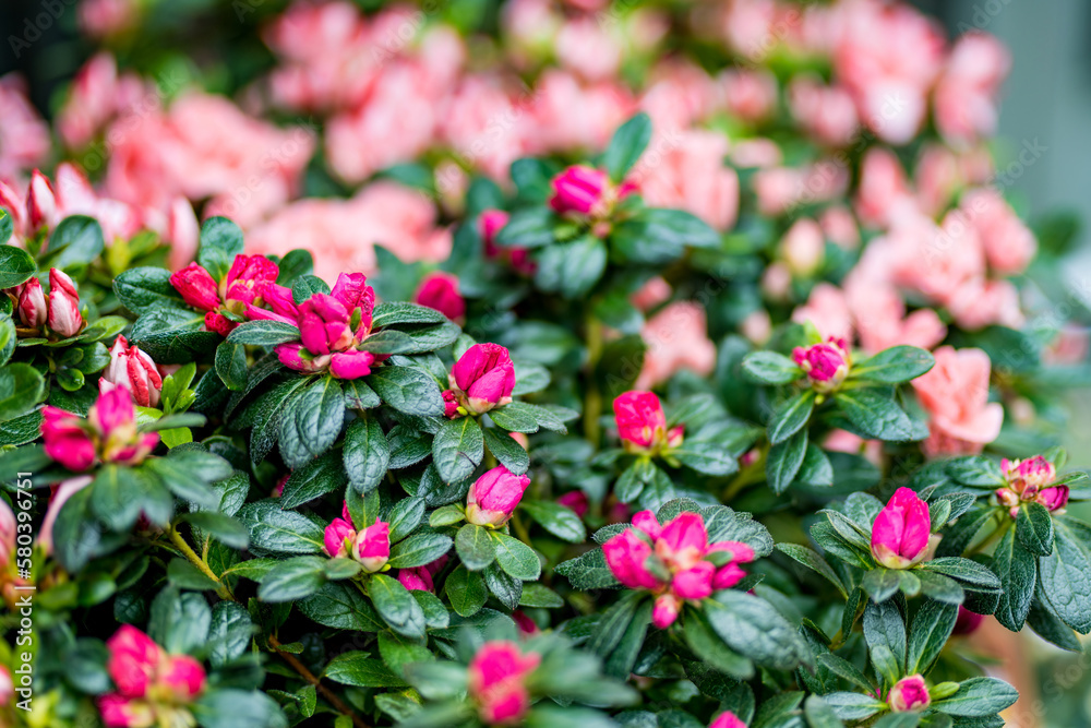 Beautiful pink azalea. Close-up of pink rhododendron flowers. Azalea bush in bloom. Beautiful pink azalea. Close-up of pink rhododendron flowers. Azalea bush in bloom.