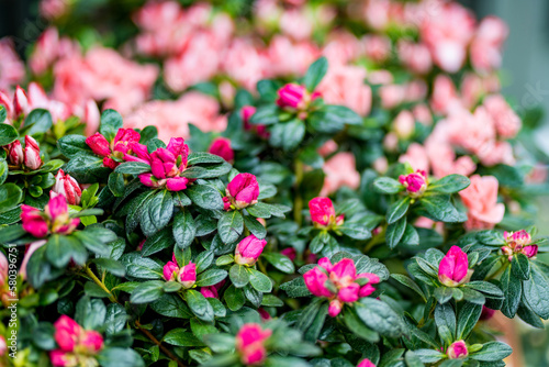 Beautiful pink azalea. Close-up of pink rhododendron flowers. Azalea bush in bloom. © MNStudio