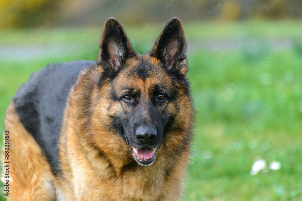 Close-up of a German Shepherd dog standing in the grass facing the camera, staring at the viewer with its mouth ajar and ears pricked,
in the middle of the field, which is out of focus, color black an Close-up of a German Shepherd dog standing in the grass facing the camera, staring at the viewer with its mouth ajar and ears pricked,
in the middle of the field, which is out of focus, color black an