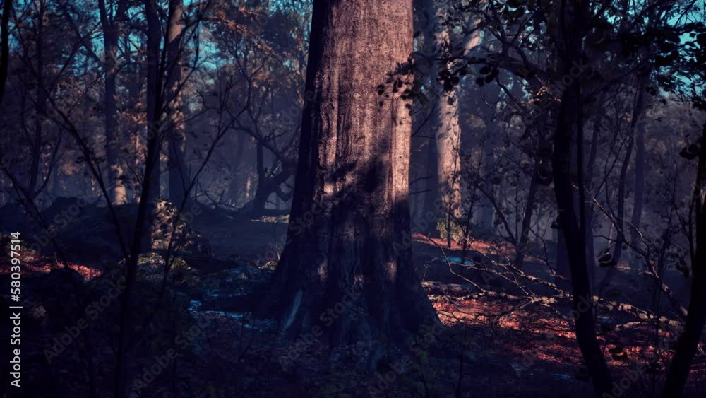 Misty autumn forest with Morning fog Misty autumn forest with Morning fog