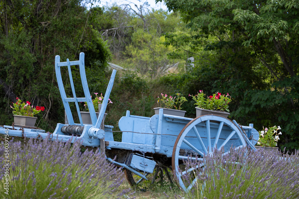 Φωτογραφία blue wooden cart with lavenders in Provence, France