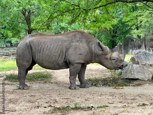 A rhino is standing by a rock and trees in the forest