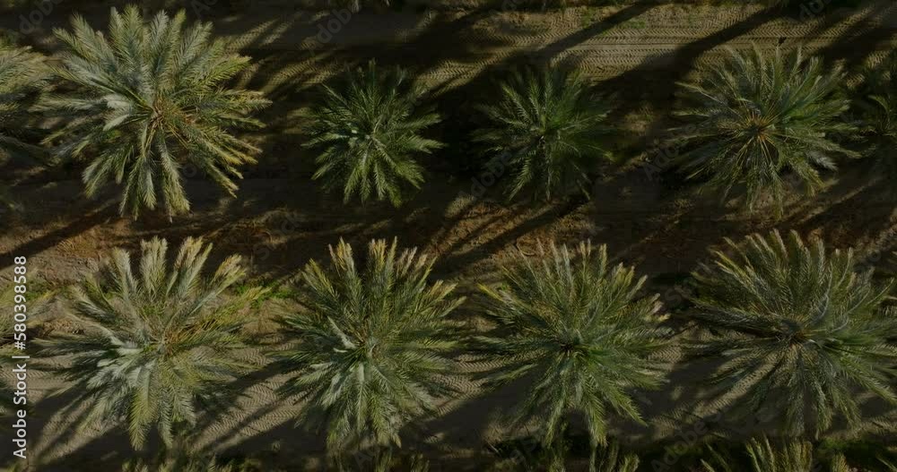 Aerial view palms tree palm oil plantation beautiful green space rich agricultural plants. Cinematic aerial drone flyover grove of oil palm tress. Aerial view palms tree palm oil plantation beautiful green space rich agricultural plants. Cinematic aerial drone flyover grove of oil palm tress.