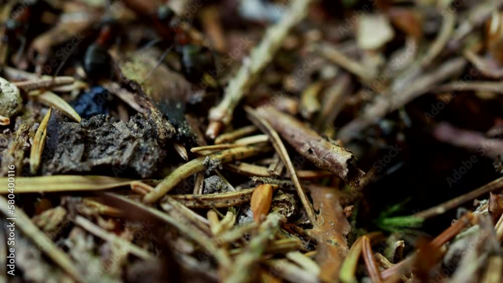 Forest ant workers (Formica Rufa) crawling on giant anthill in 4K VIDEO. Close-up. Formicary nest structure made of pine tree needles. Home for ants in natural environment. Forest ant workers (Formica Rufa) crawling on giant anthill in 4K VIDEO. Close-up. Formicary nest structure made of pine tree needles. Home for ants in natural environment.