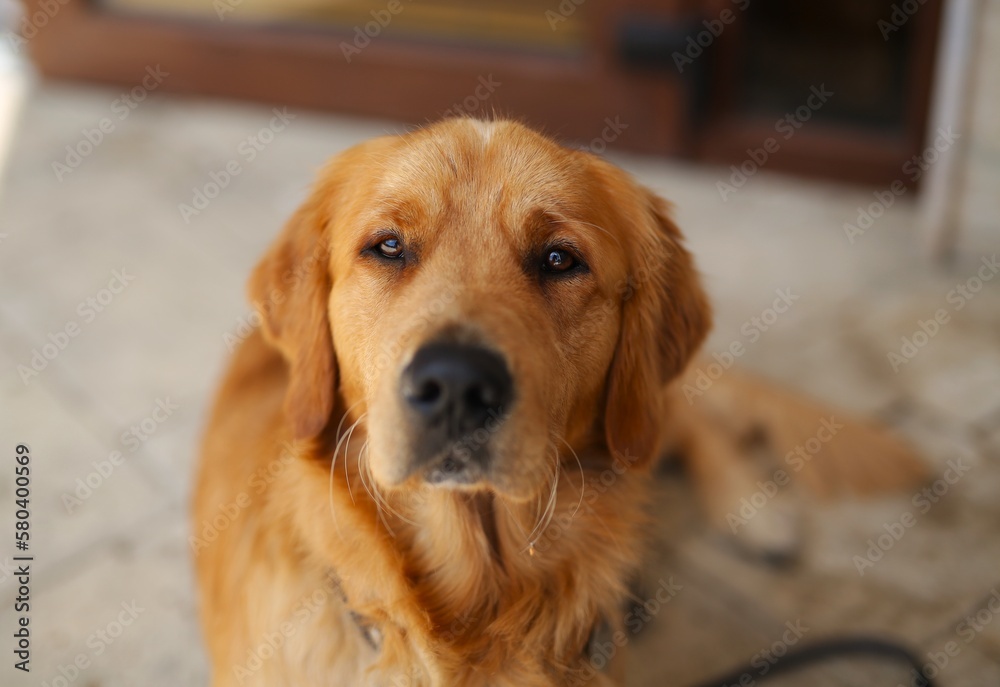 a beautiful, young golden retriever, lies and waits for the owner, the puppy is obedient and kind. portrait retriever a beautiful, young golden retriever, lies and waits for the owner, the puppy is obedient and kind. portrait retriever