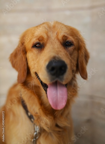Fototapeta Naklejka Na Ścianę i Meble -  a beautiful, young golden retriever, lies and waits for the owner, the puppy is obedient and kind. portrait retriever