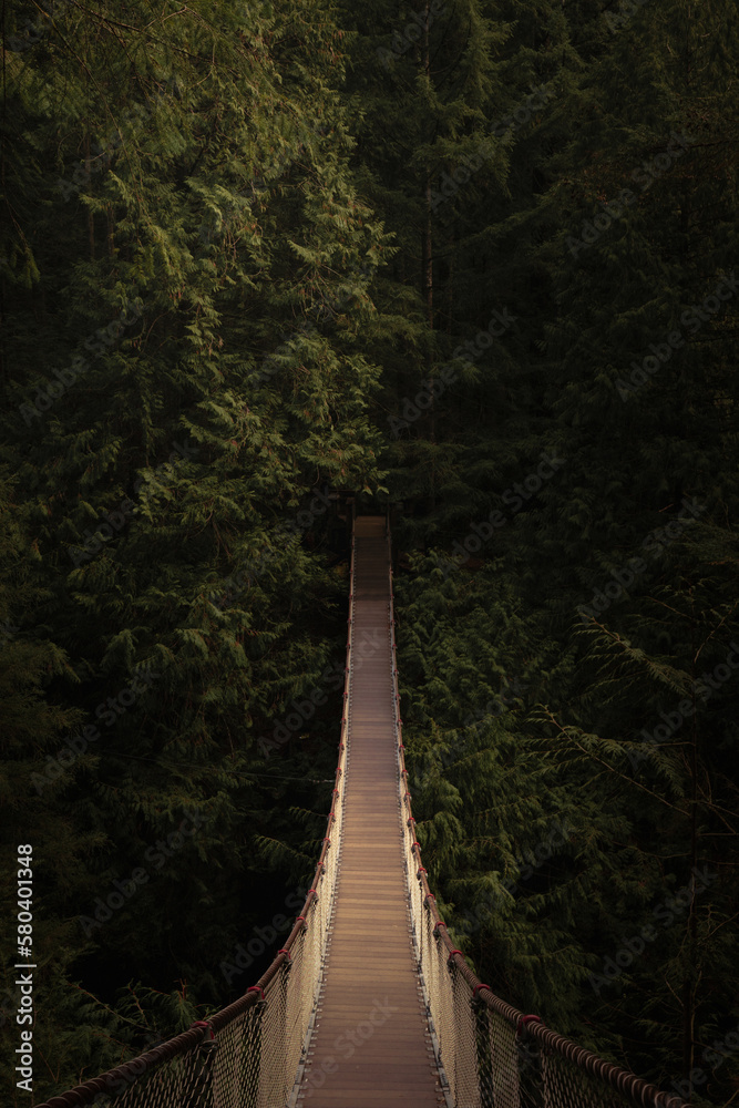 Obraz premium suspension bridge in the forest