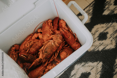 Lobster in a cooler