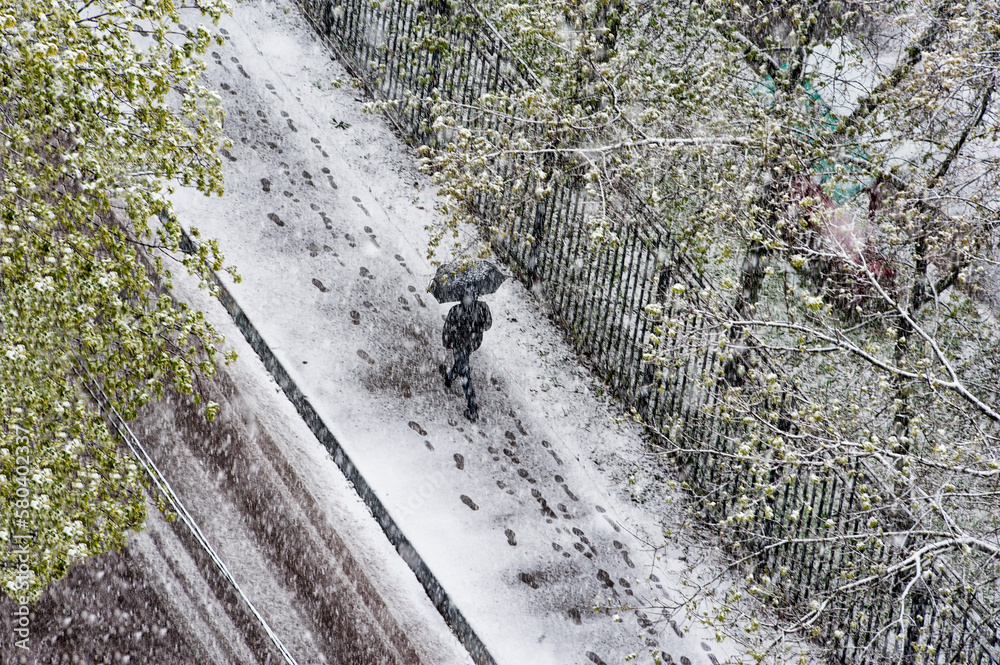 Natural anomaly snow in May in Moscow. A man in black clothes under a black umbrella walks along the road under the falling snow Natural anomaly snow in May in Moscow. A man in black clothes under a black umbrella walks along the road under the falling snow