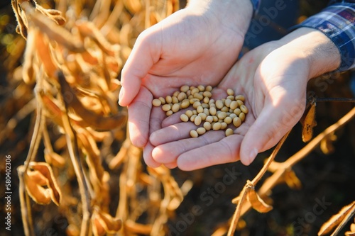 Agronomist inspects soybean crop in agricultural field - Agro concept - farmer in soybean plantation on farm.