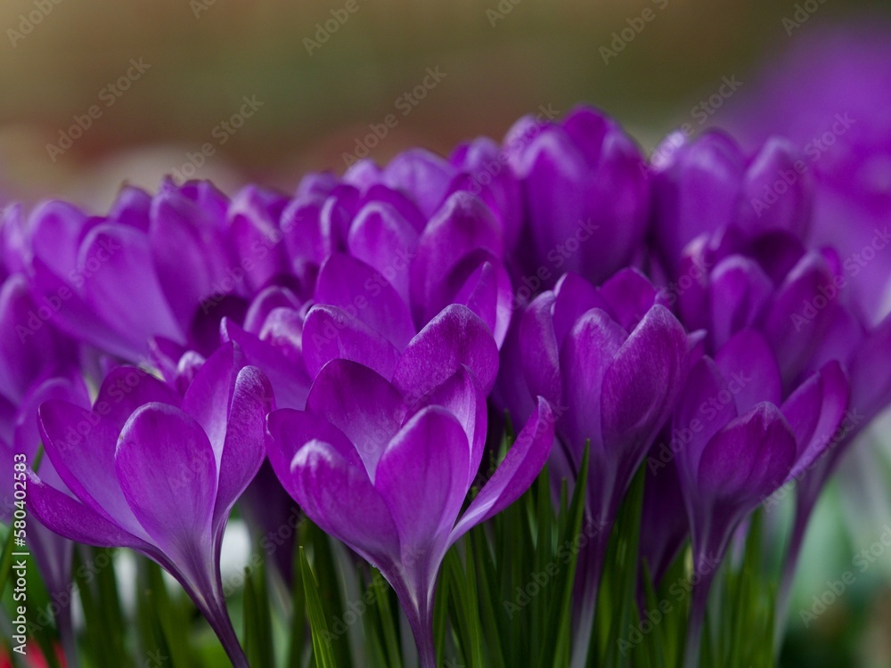 Fototapeta premium Purple Crocus in a Cluster 
