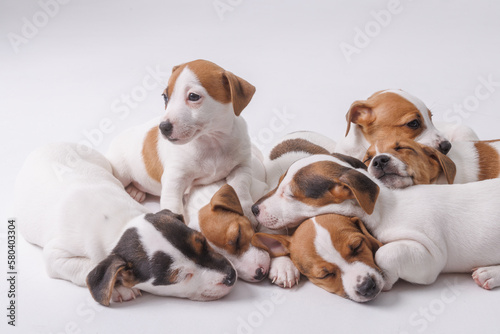 sleeping jack russell terrier puppies on isolated white background