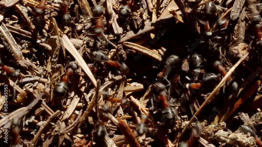 Forest ant workers (Formica Rufa) crawling on giant anthill in 4K VIDEO. Close-up. Formicary nest structure made of pine tree needles. Home for ants in natural environment. Forest ant workers (Formica Rufa) crawling on giant anthill in 4K VIDEO. Close-up. Formicary nest structure made of pine tree needles. Home for ants in natural environment.