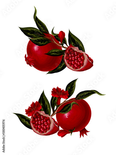 Pomegranates branches and flowers. Vector