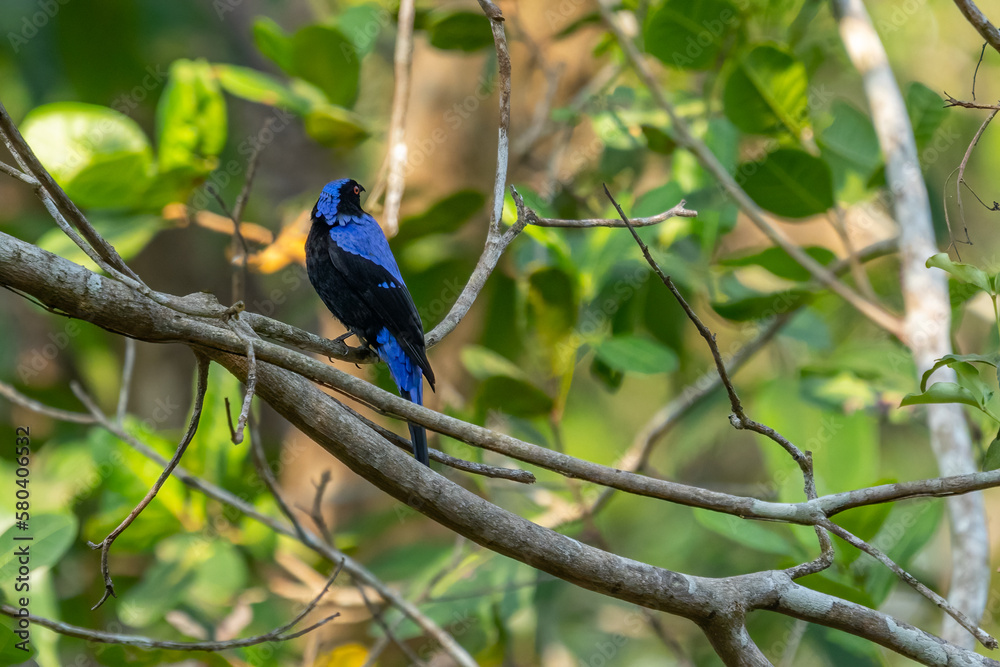 An Asian fairy bluebird perching An Asian fairy bluebird perching