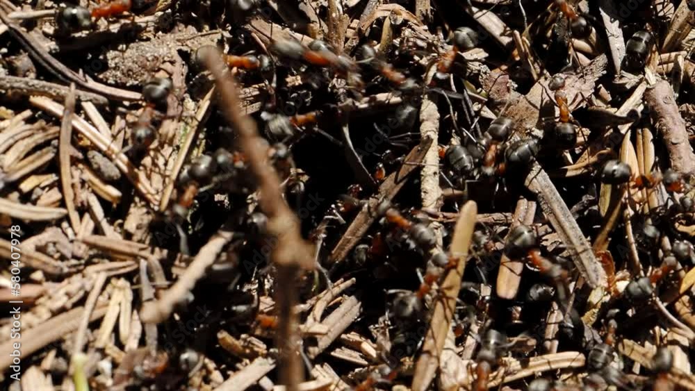 Forest ant workers (Formica Rufa) crawling on giant anthill in SLOW MOTION VIDEO. Close-up. Formicary nest structure made of pine tree needles. Home for ants in natural environment. Quarter speed. Forest ant workers (Formica Rufa) crawling on giant anthill in SLOW MOTION VIDEO. Close-up. Formicary nest structure made of pine tree needles. Home for ants in natural environment. Quarter speed.