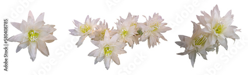 Fototapeta Naklejka Na Ścianę i Meble -  White roses isolated on a transparent background. Png file. Floral arrangement, bouquet of garden flowers. Can be used for invitations, greeting, wedding card.