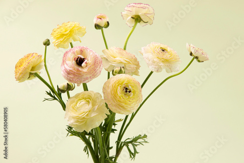 Beautiful pastel flowers, buds, delicate petals. Stylish bouquet. Postcard with natural flowers. Studio lime background. Copy space.  Nobody. Horizontal.