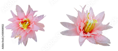 pink water lily isolated. Can be used for invitations  greeting  wedding card.