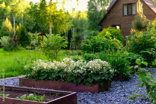 Fotografiet Rustic wooden house with raised vegetable garden beds, strawberry blooming